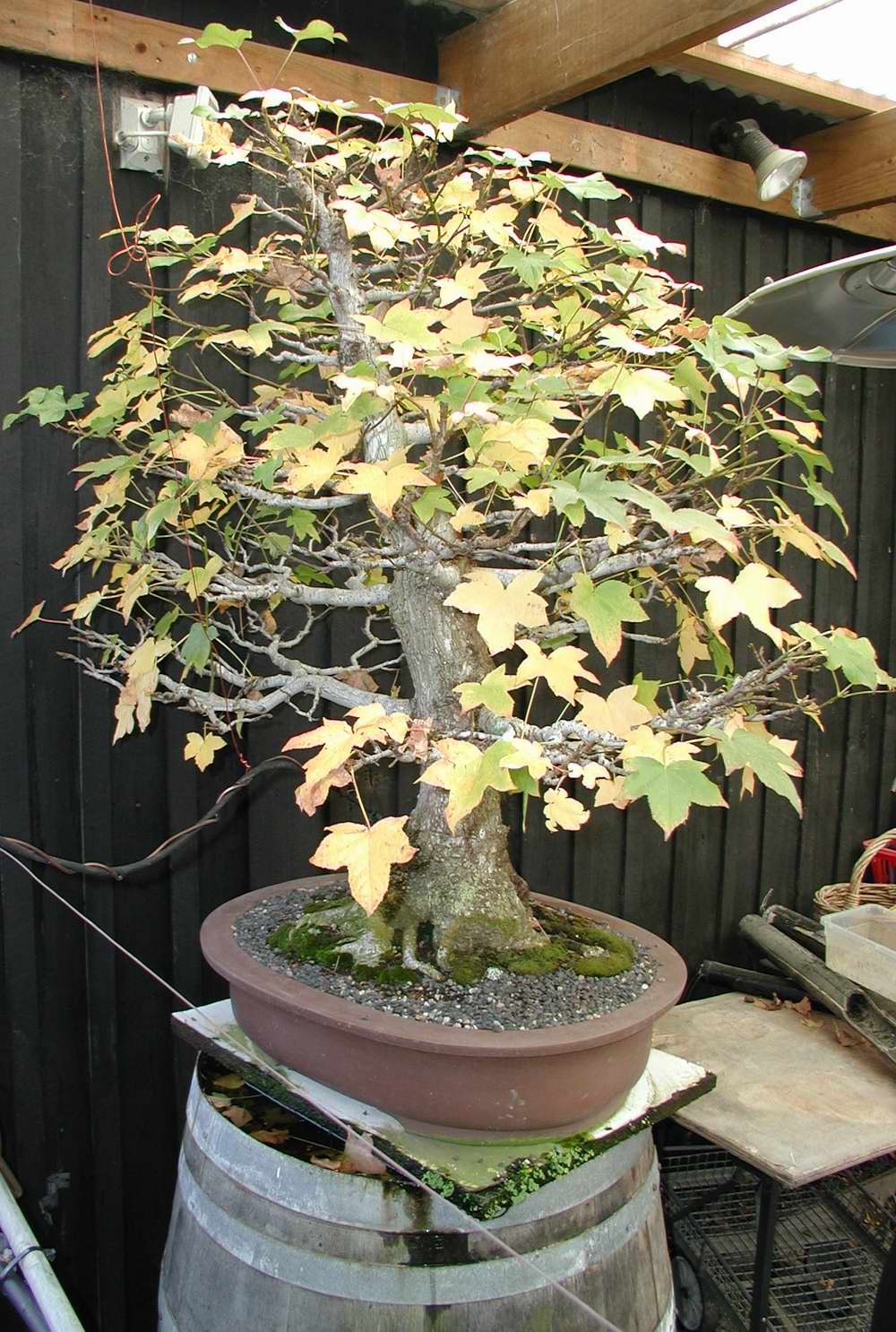 Click on image to go BACK.